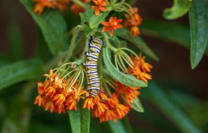 Monarch caterpillar on orange milkweed