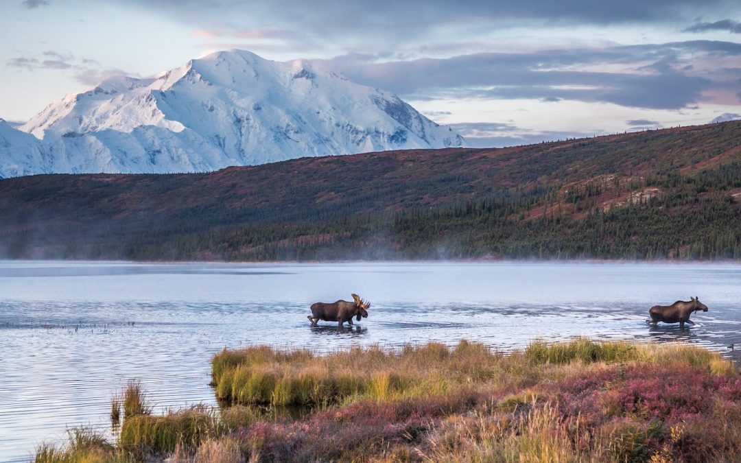 How to Experience Denali National Park While the Park Road is Closed