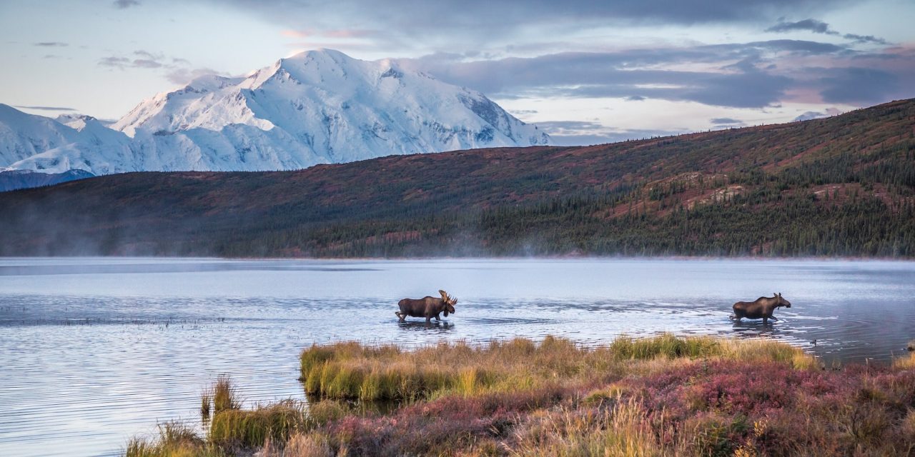 How to Experience Denali National Park While the Park Road is Closed