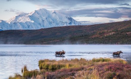 How to Experience Denali National Park While the Park Road is Closed