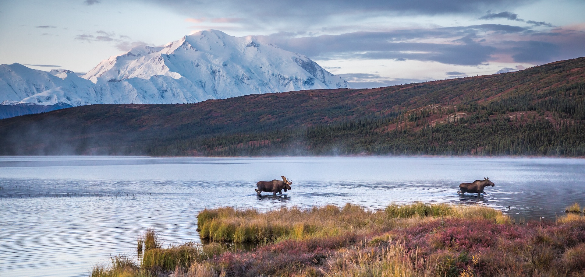 Moose in Alask's Denali National Park