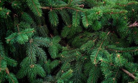 The Smells of Nature: Human Health and Hungry Herbivores