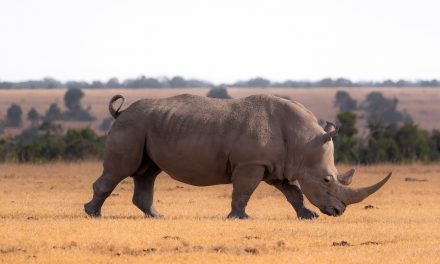Nat Hab Launches New Kenya Rhino Conservation Safari for 2025