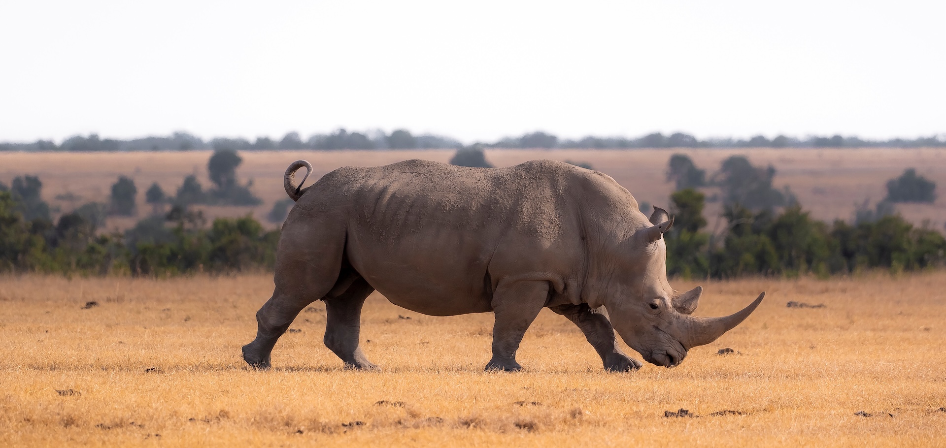 Rhino at Ol Pejeta Conservancy in Kenya, East Africa