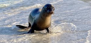 Sea lion in the water in Galapagos