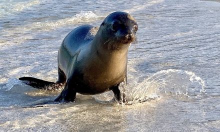 Ecuador’s Efforts to Protect Its Rich Biodiversity