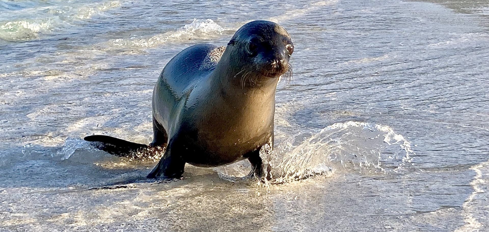 Sea lion in the water in Galapagos