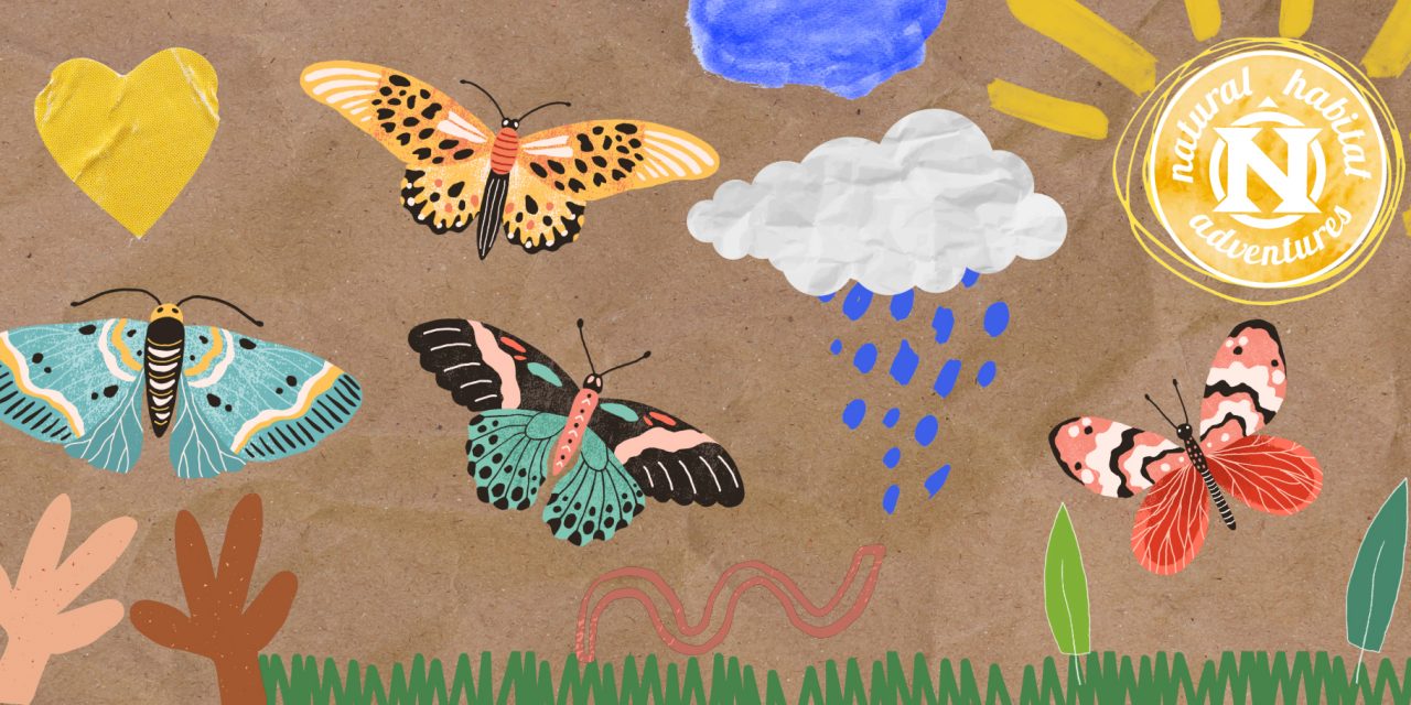 Kids’ Art Takes Flight: Nat Hab Philanthropy Supports Monarch Conservation Education
