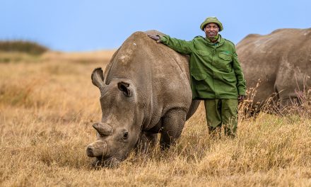 Advancing Wildlife Conservation at Kenya’s Ol Pejeta: Gundi’s Technological Breakthrough at Nat Hab’s Rhino Camp