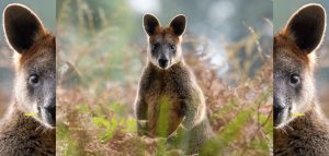 AdobeStock (Created by Candice Gaukel Andrews)