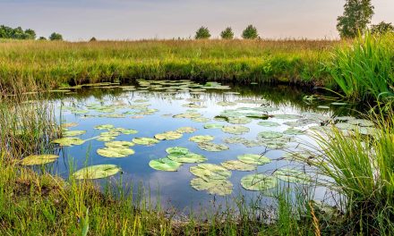Water, Wetlands and Wells