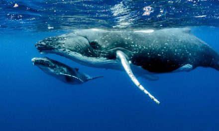 Sea Sounds and Star Songs