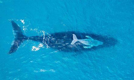 Great Migrations: 4 Migratory Species Success Stories