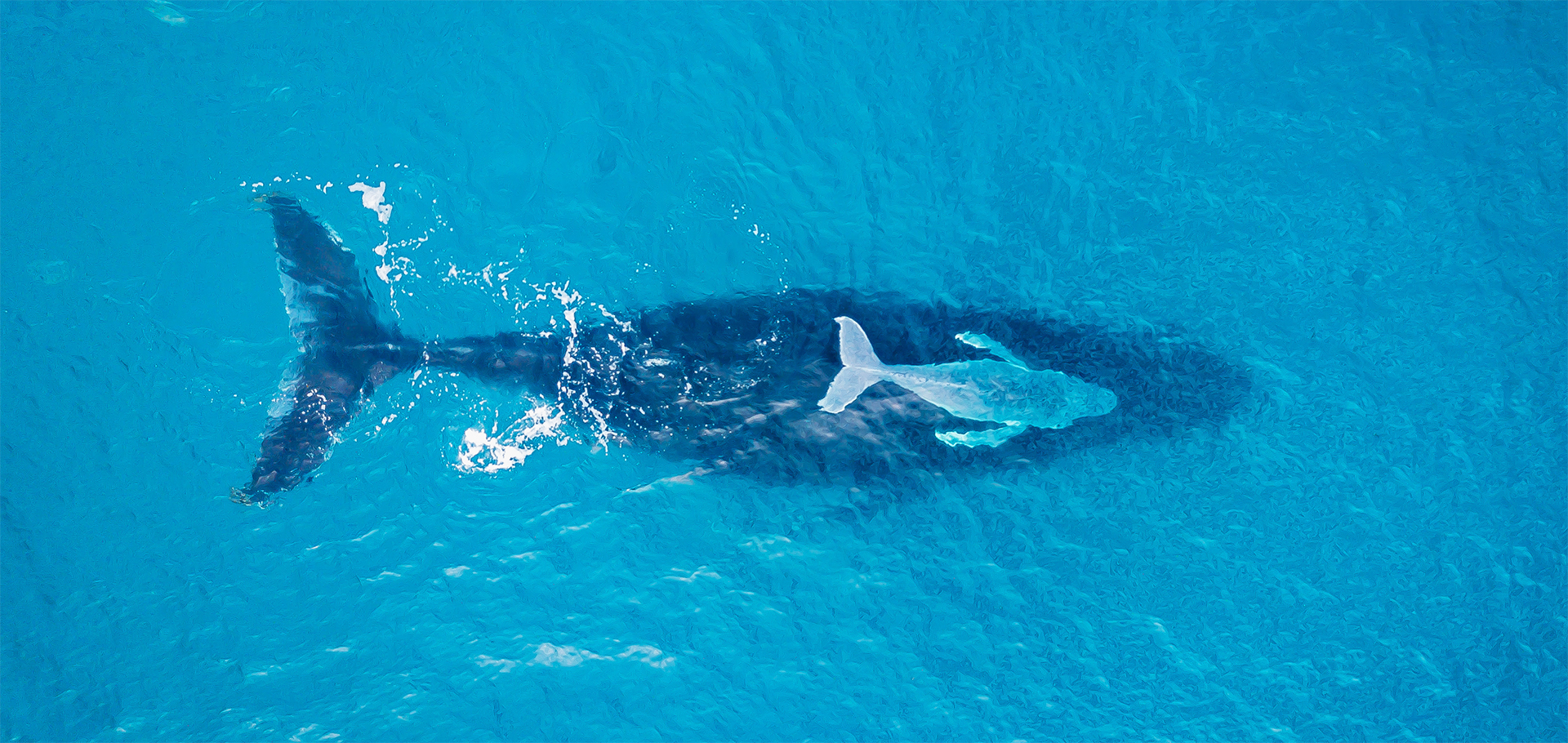 humpback whale mother and calf