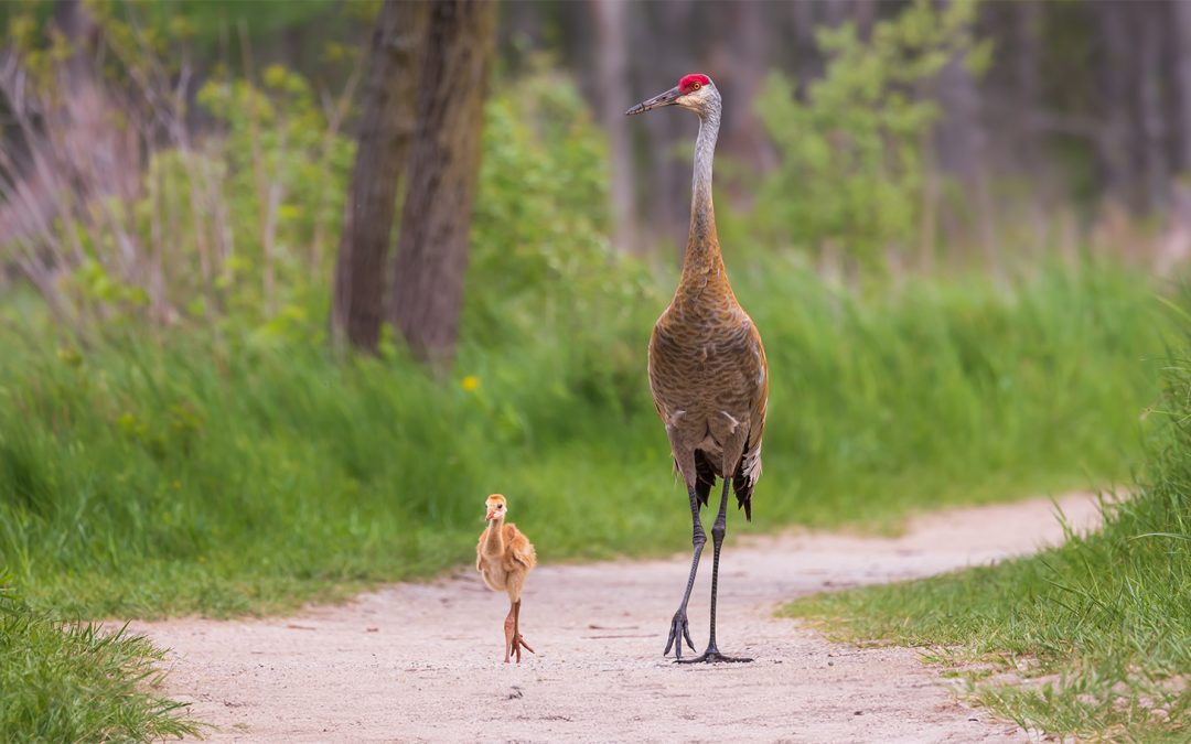 Calling All Bird Nerds! Species You Can Spot on Nat Hab’s U.S. National Parks Trips