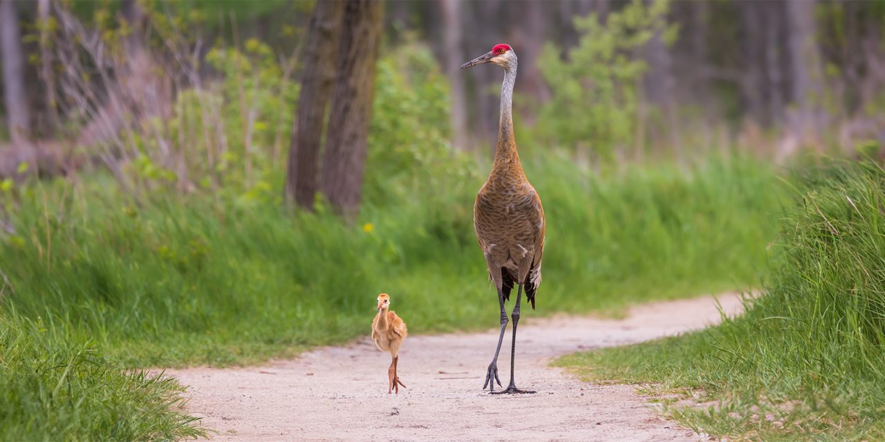 Calling All Bird Nerds! Species You Can Spot on Nat Hab’s U.S. National Parks Trips