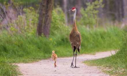 Calling All Bird Nerds! Species You Can Spot on Nat Hab’s U.S. National Parks Trips