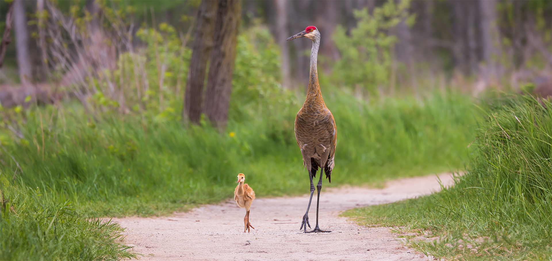 sandhill crane mother and chick