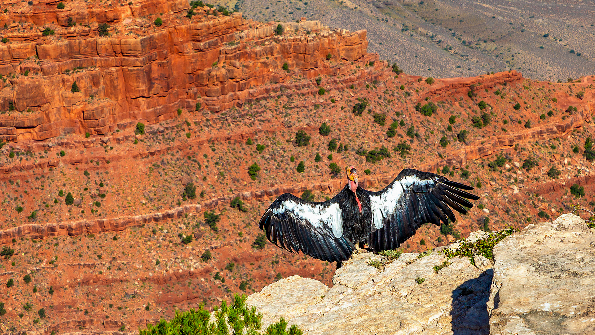 California Condor, Grand Canyon National Park