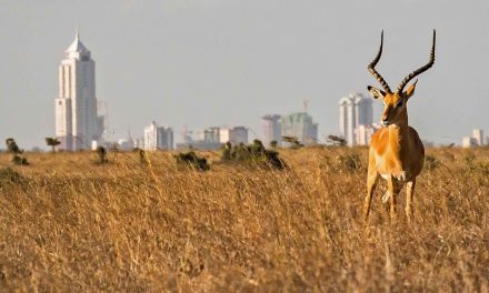 Cities: Animal Acceptance and the High Cost of Nature Loss