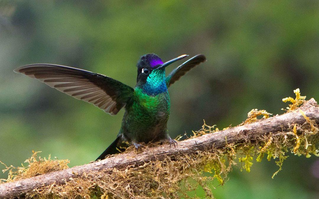 Beautiful Birds of Costa Rica’s Southern Pacific Coast: A Bird-Watcher’s Paradise