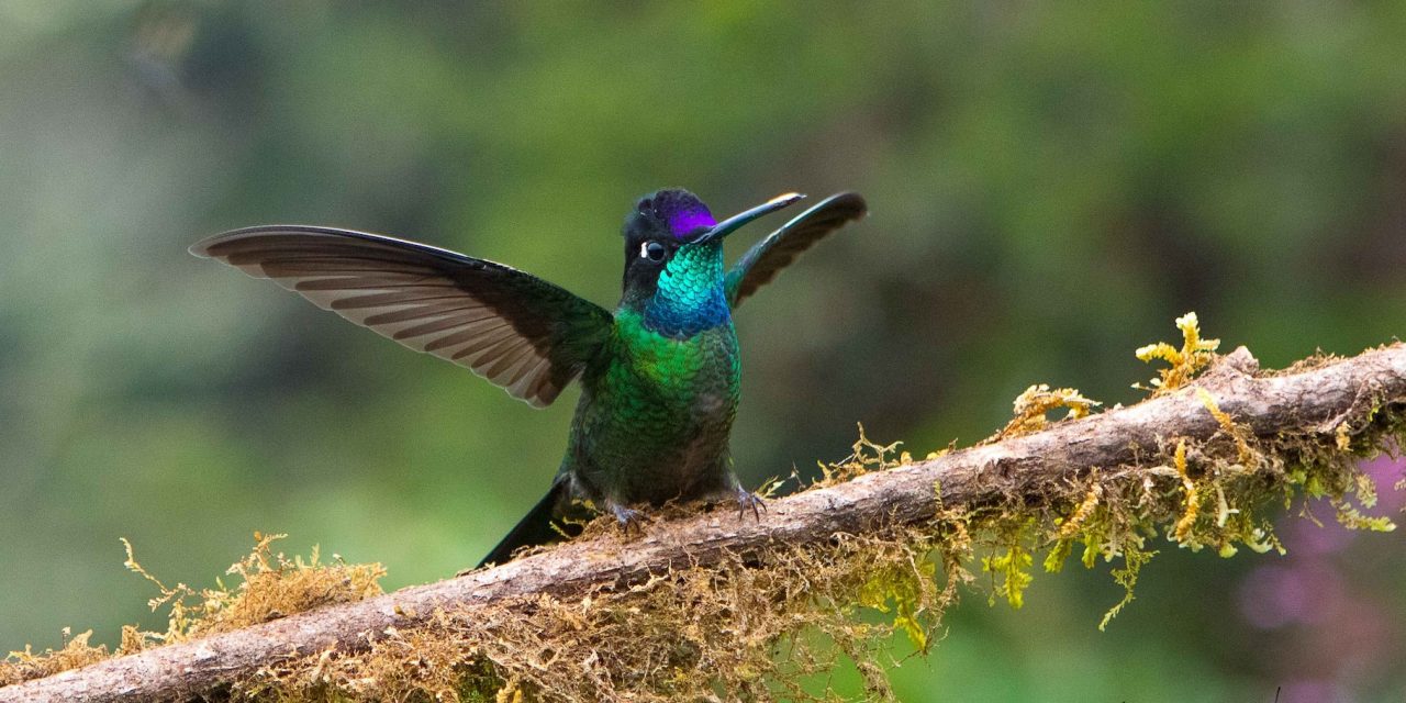 Beautiful Birds of Costa Rica’s Southern Pacific Coast: A Bird-Watcher’s Paradise