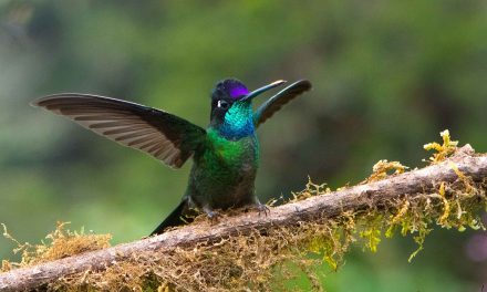 Beautiful Birds of Costa Rica’s Southern Pacific Coast: A Bird-Watcher’s Paradise
