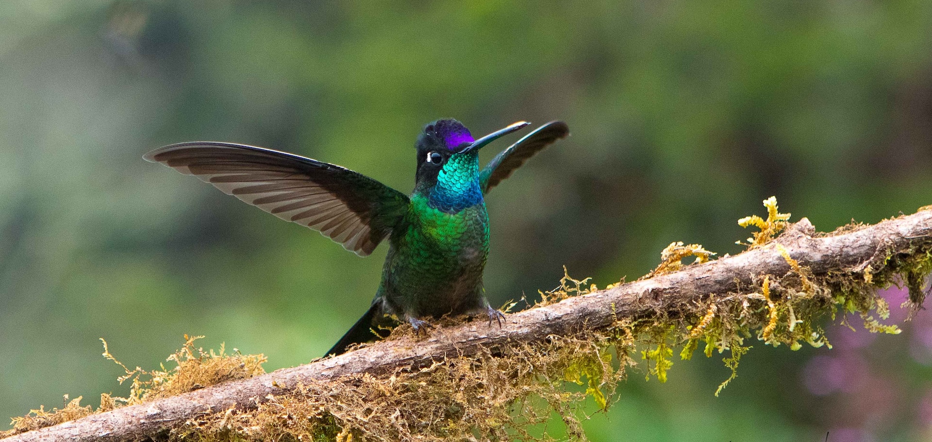 Costa Rica hummingbird by Alexander Arias