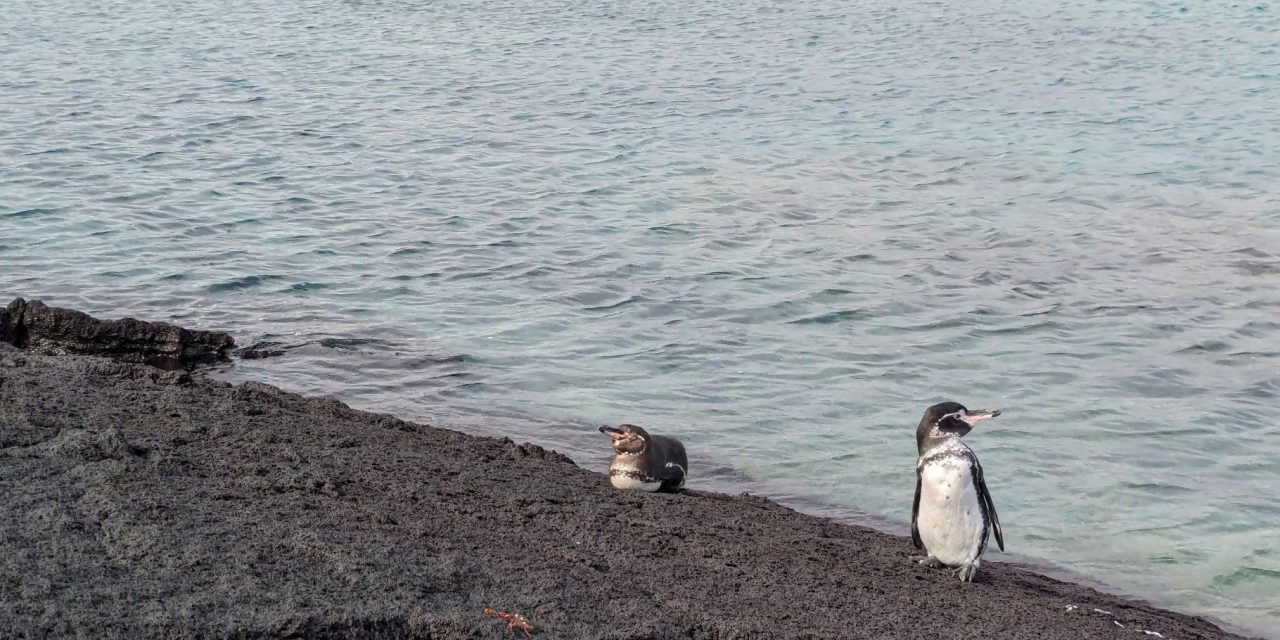 The Galapagos Islands: A Case Study in Hope, Passion and Action