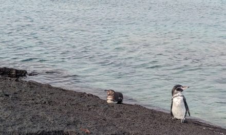 The Galapagos Islands: A Case Study in Hope, Passion and Action