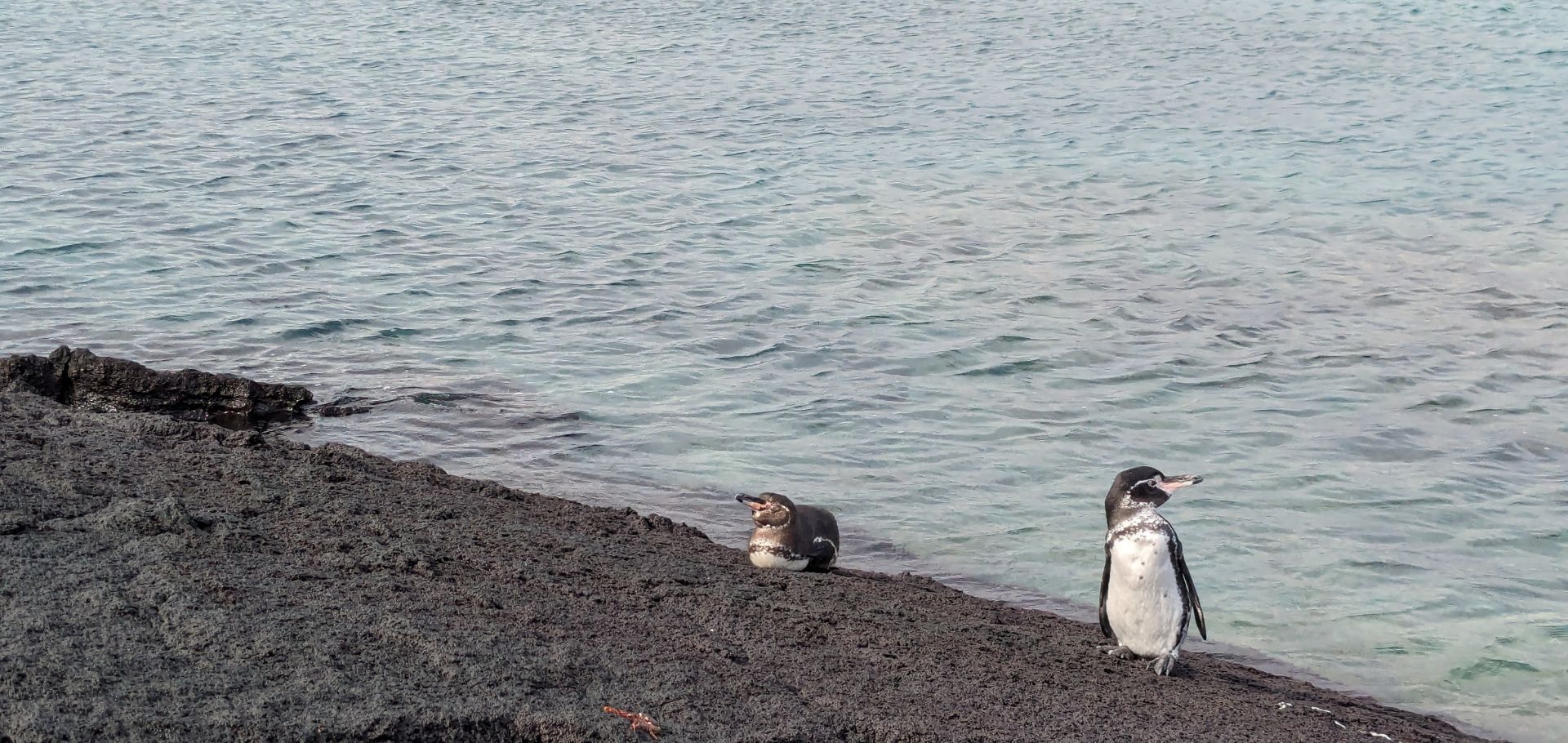 Two penguins on the beach in the Galapagos