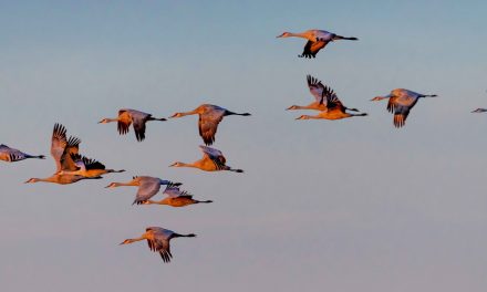 Birds Bring Well-Being