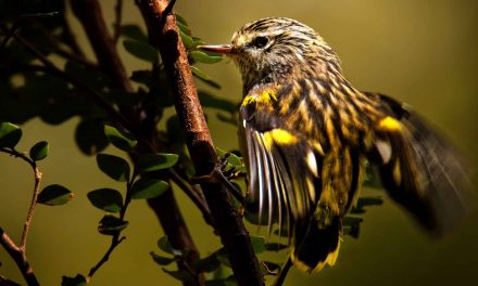 The Revelations of Animal Songs