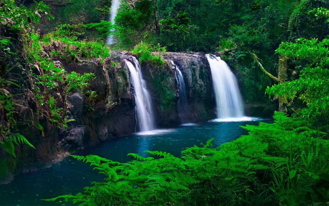 Flora & Fauna of Australia’s Atherton Tablelands