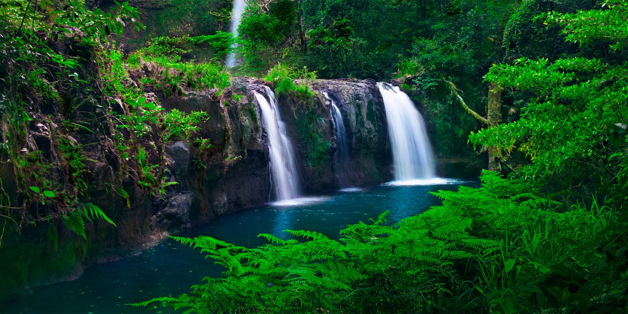 Flora & Fauna of Australia’s Atherton Tablelands