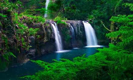 Flora & Fauna of Australia’s Atherton Tablelands