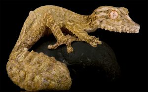 Leaf-tailed Gecko