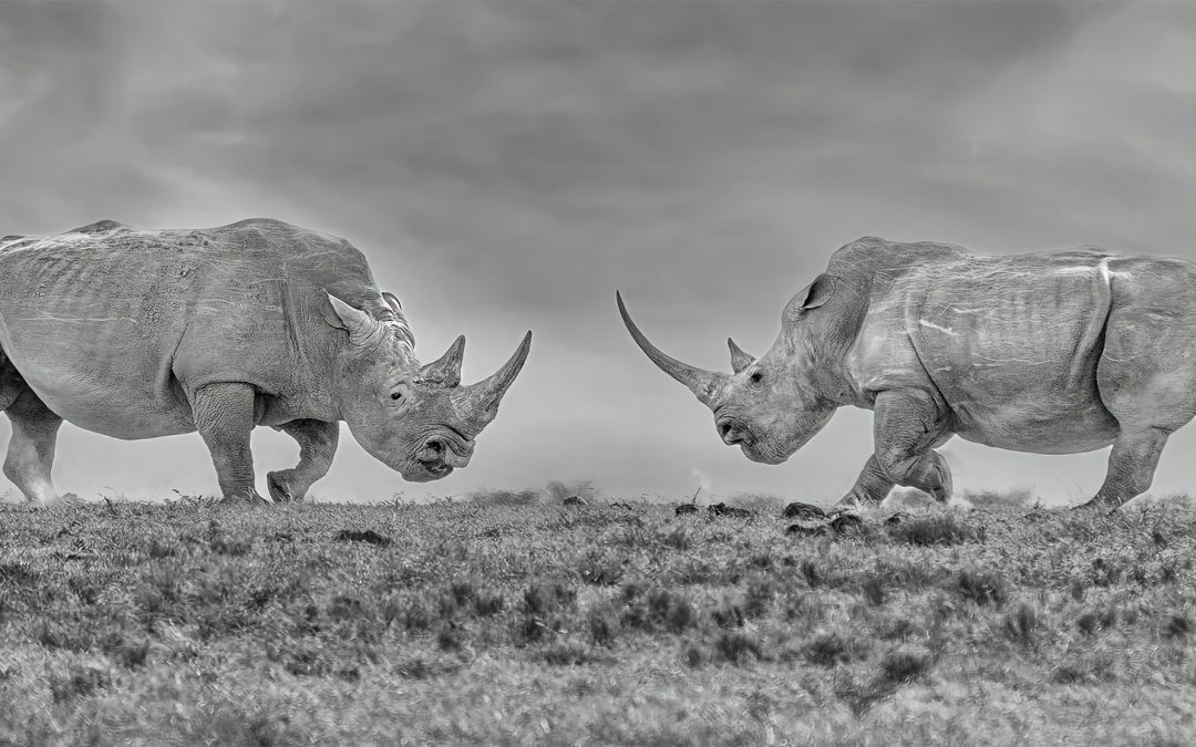 Reviving the Northern White Rhino: An African Safari with Conservation Purpose