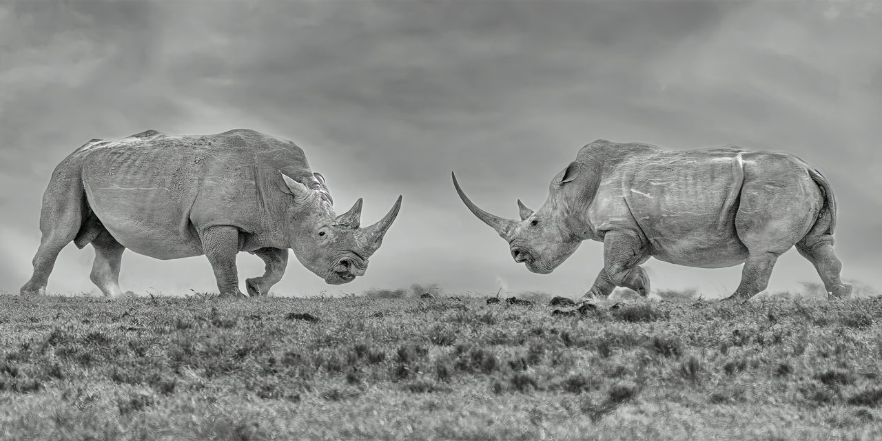 Reviving the Northern White Rhino: An African Safari with Conservation Purpose