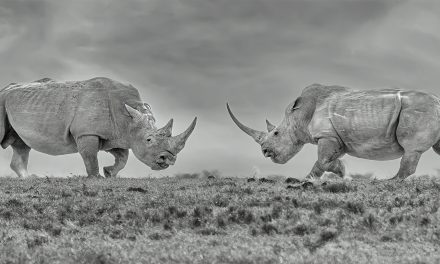 Reviving the Northern White Rhino: An African Safari with Conservation Purpose