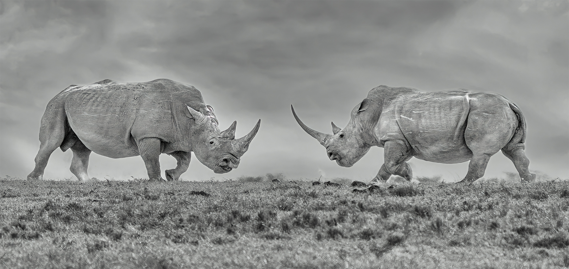 Pair of white rhinoceros or square-lipped rhinoceros, Ceratotherium simum standing face to face during the sunset territory fight, Ol Pejeta Conservancy, Kenya, East Africa