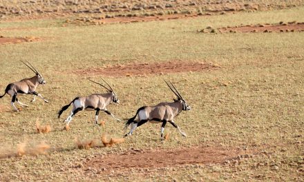 Ecological Enigmas of Easter Island and Namibia’s Desert