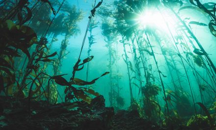 Kelp: Coastal Sea Otter Help and Patagonia Cold Comfort