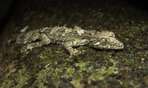 Australian leaf-tailed gecko
