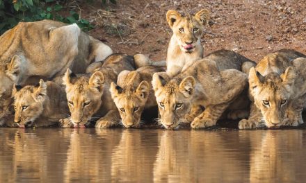 The Unprecedented Presence of People Weighs on Wildlife