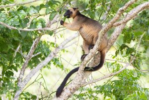 Lumholtz-s Tree Kangaroo
