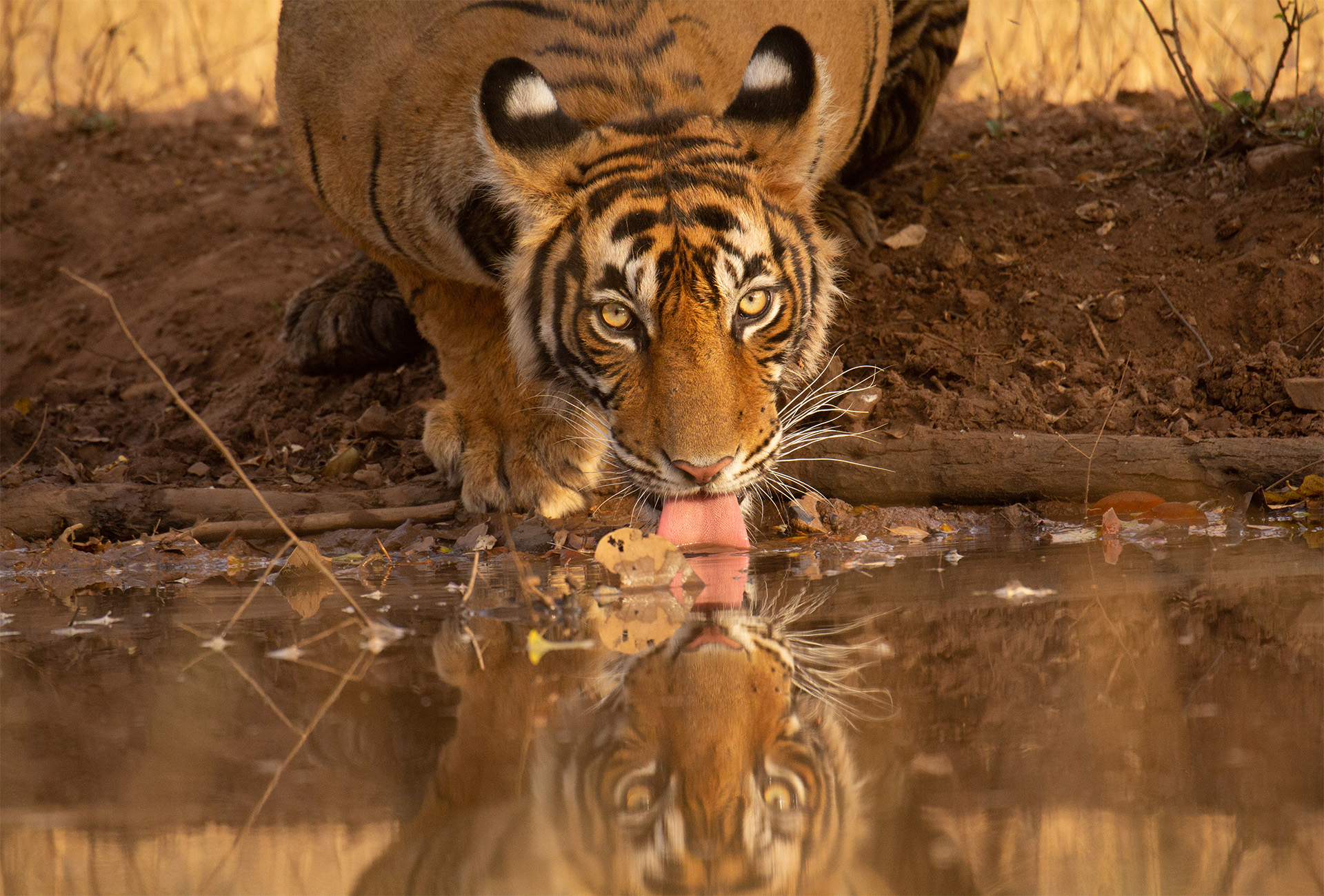 tiger drinks water reflection india