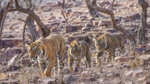 3 tigers walking India