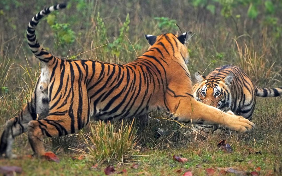 Conserving the Khata Corridor: A Transboundary Triumph for Tigers