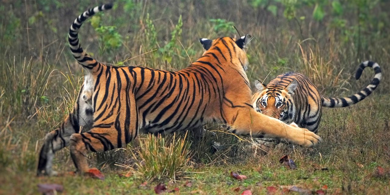 Conserving the Khata Corridor: A Transboundary Triumph for Tigers